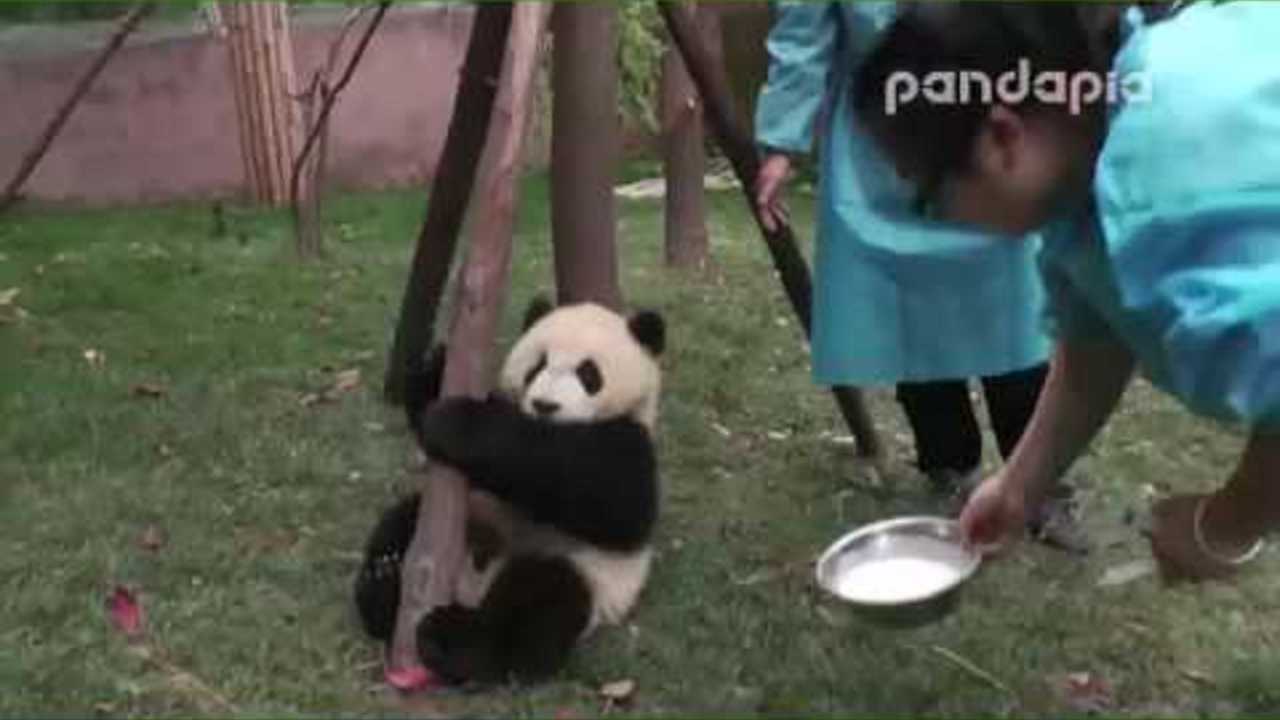 panda cubs milk time