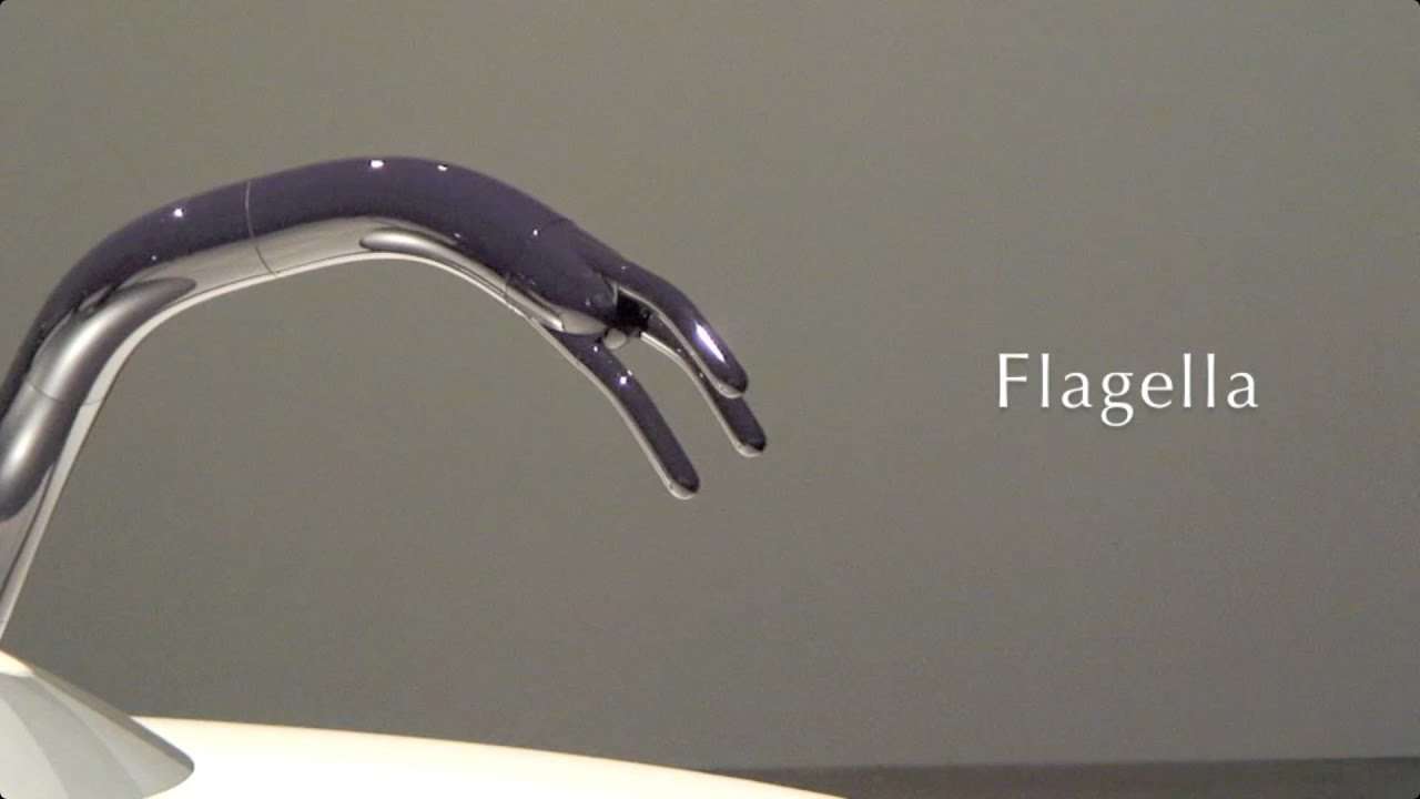 Flagella [Japanese ver.]