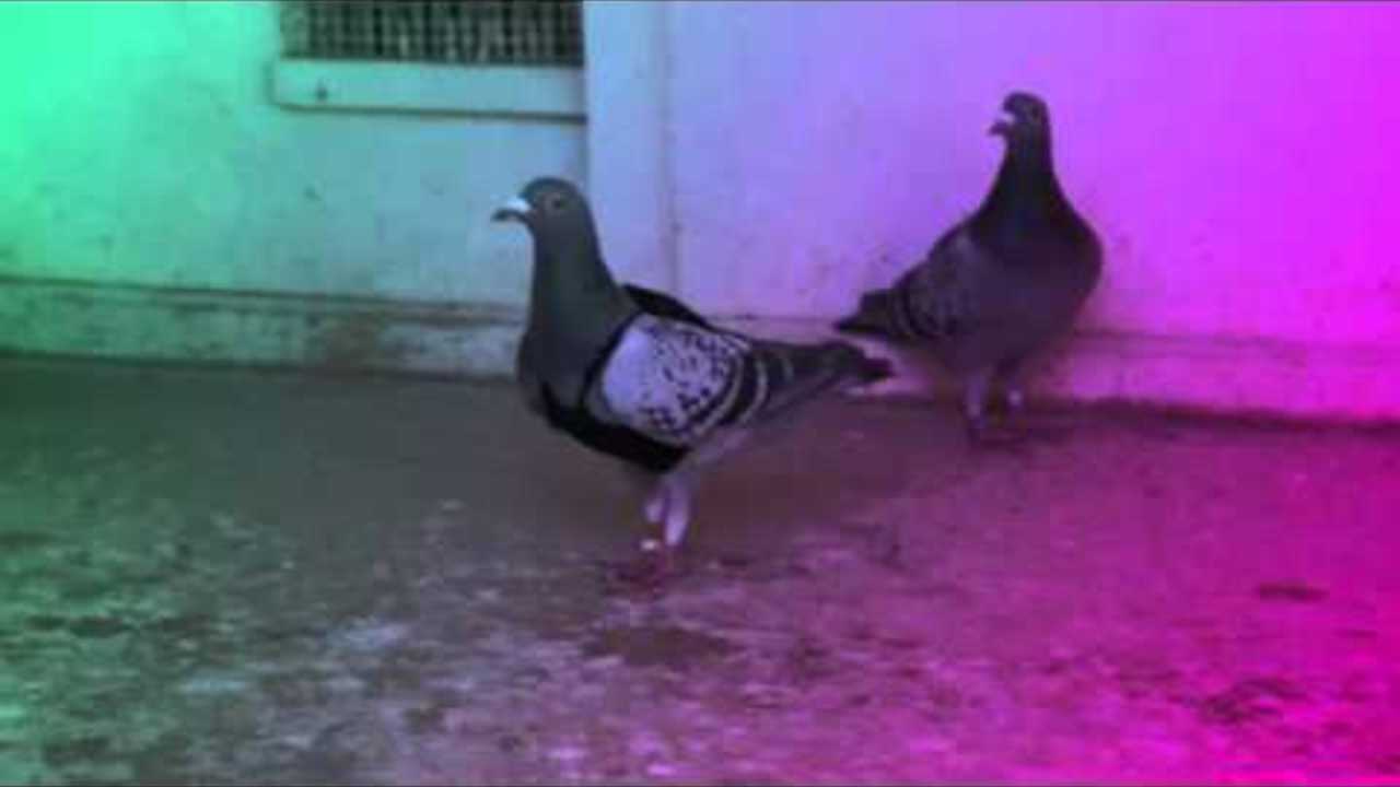 Pigeon TLC