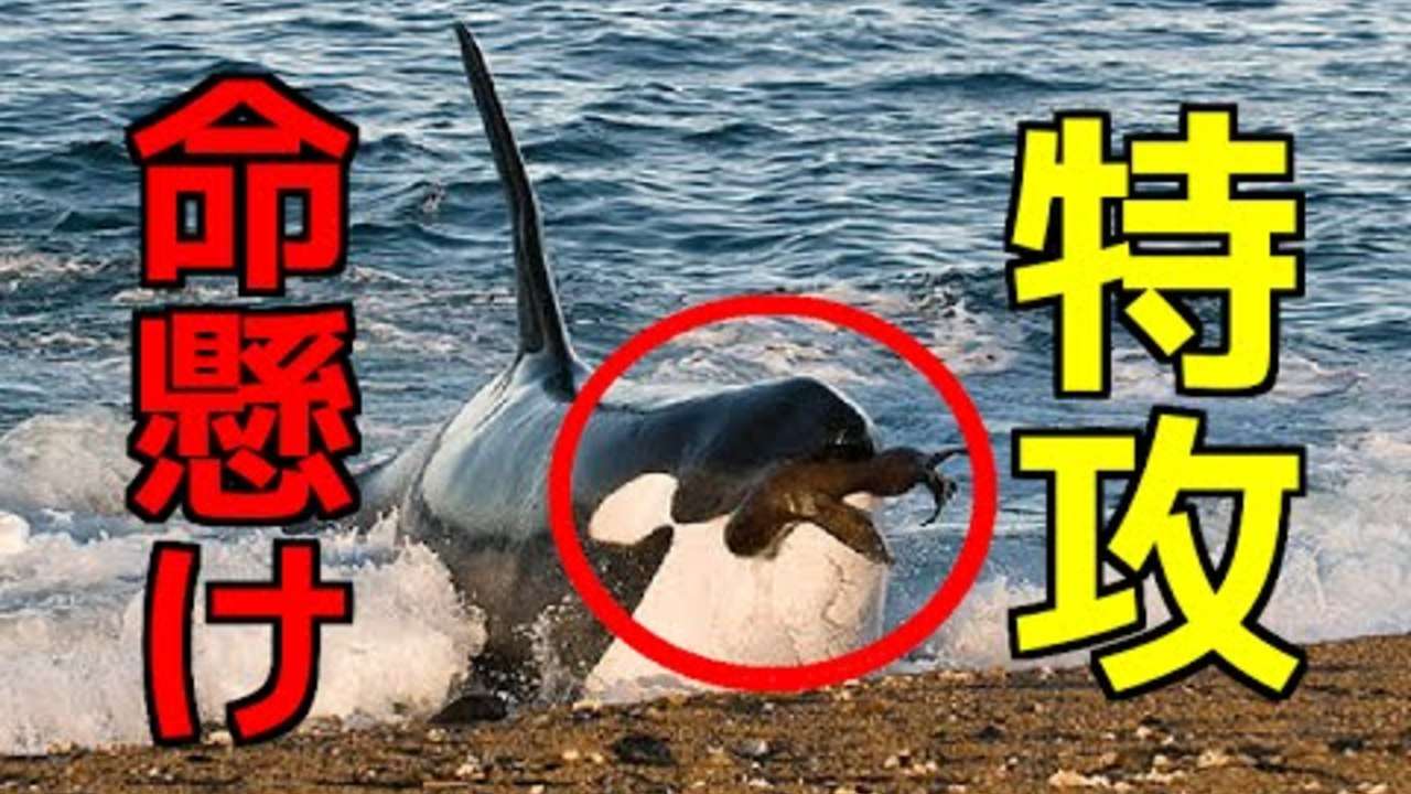 orca attack！シャチ捕食対象：アシカ　海辺の獲物へド迫力アタック！！
