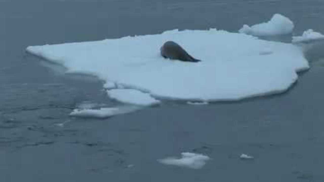氷の上にいるアザラシを狙うシャチの集団