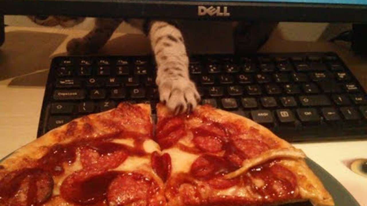 Cat Steals Pizza!