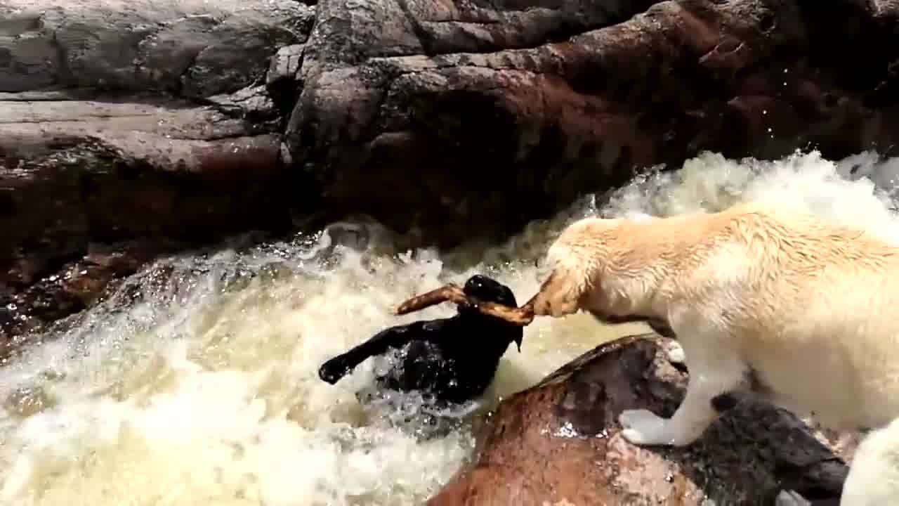 Dog saves friend from drowning! Amazing! 👍
Via: ViralHog
-From the owner: 
