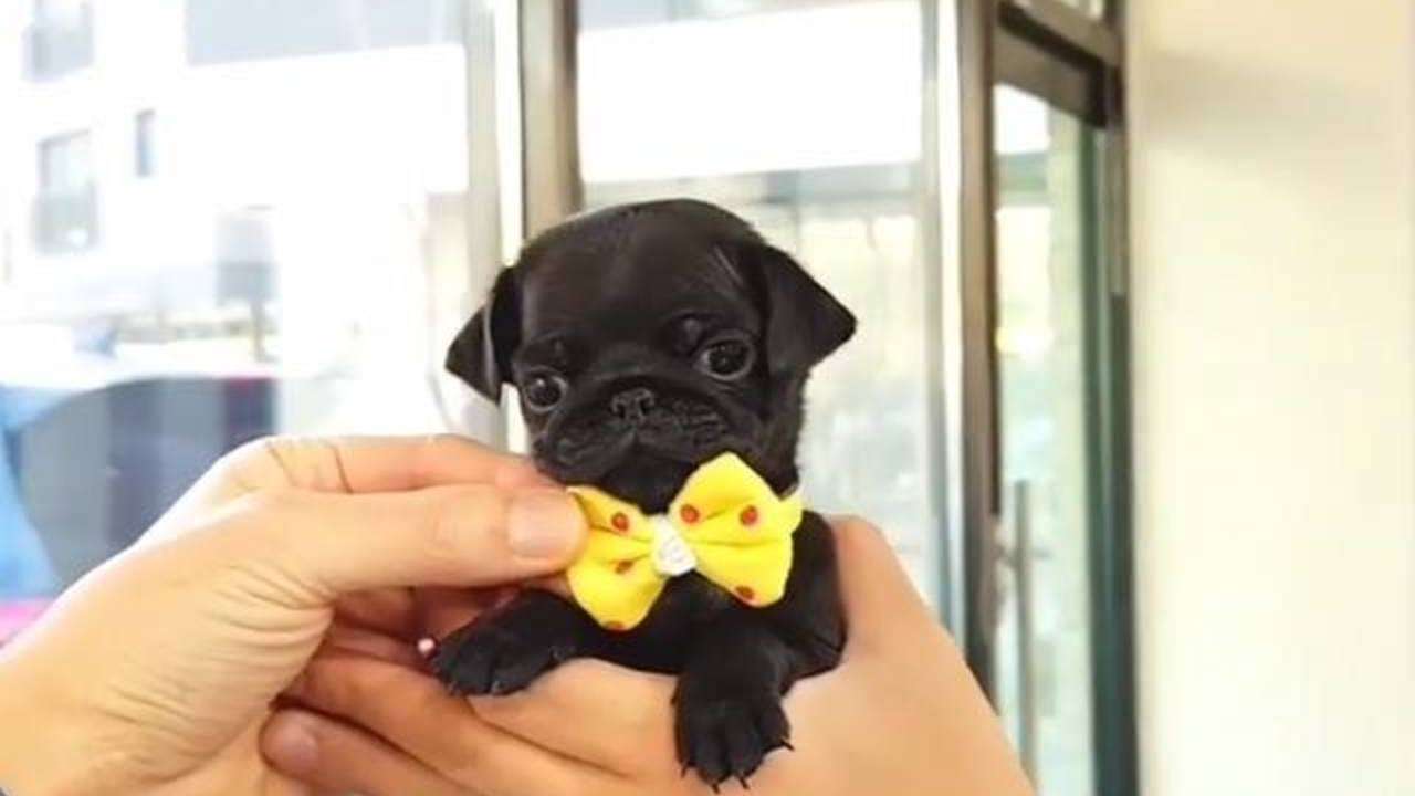 This little pug wearing a bow tie is too much 😂😂